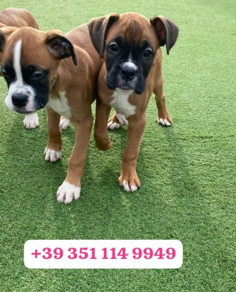 Regalate adorabili cuccioli di Boxer | Foto 1