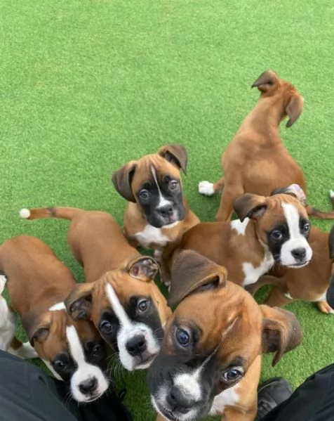 Regalate adorabili cuccioli di Boxer | Foto 0