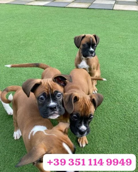 Regalate adorabili cuccioli di Boxer