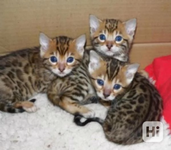 Cuccioli di Bengala in adozione.