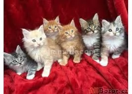 Cuccioli di Maine Coon in adozione.