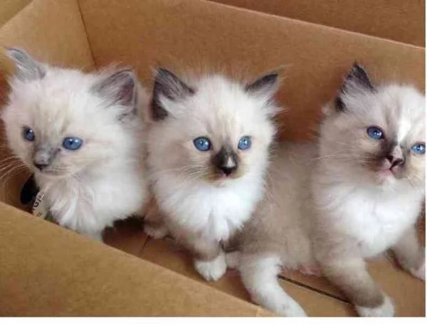 Cuccioli di Ragdoll in adozione.