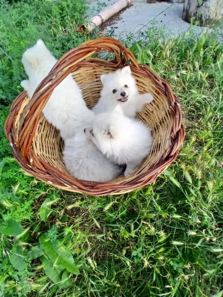  cuccioli di Volpino Italiano Bianco – Linea di sangue ottima