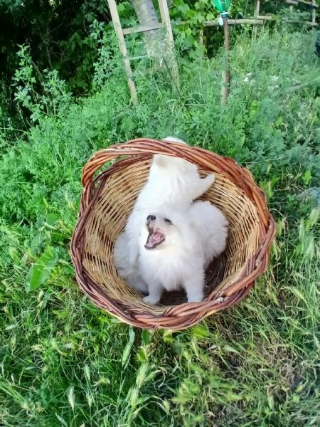  cuccioli di Volpino Italiano Bianco – Linea di sangue ottima | Foto 1