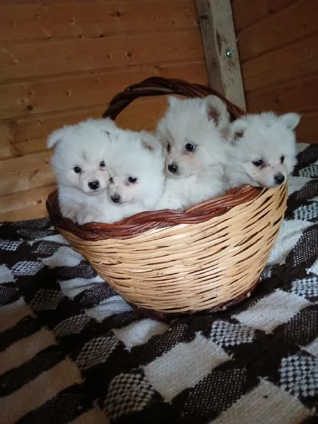  cuccioli di Volpino Italiano Bianco – Linea di sangue ottima | Foto 0