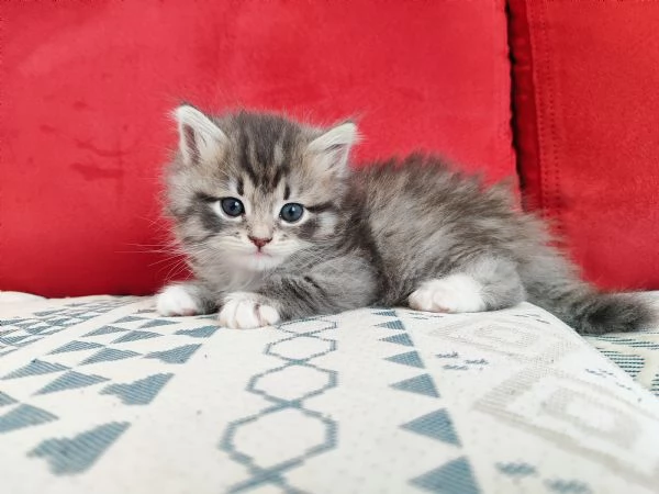 Vendesi bellissima gattina siberiana