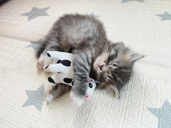 Vendesi bellissima gattina siberiana | Foto 3