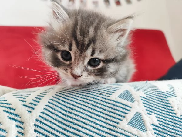 Vendesi bellissima gattina siberiana | Foto 2