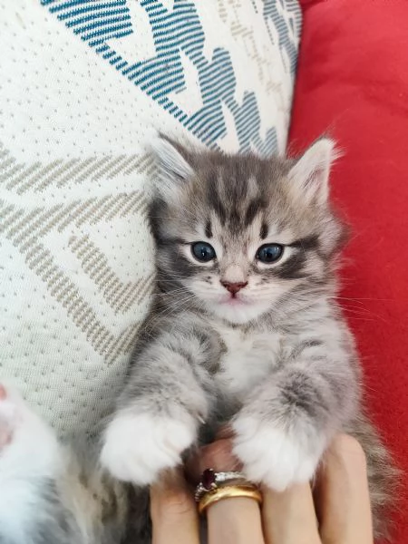 Vendesi bellissima gattina siberiana | Foto 1