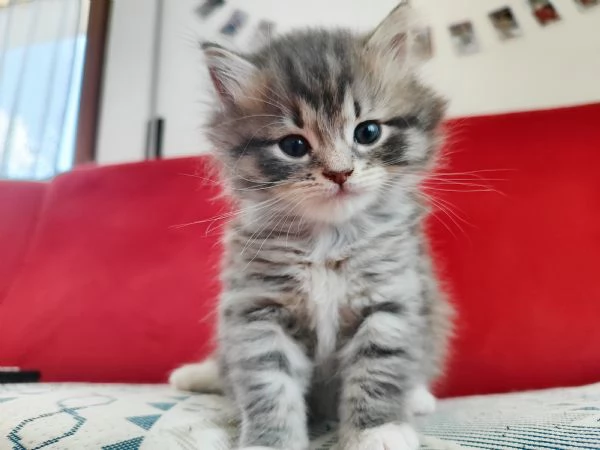 Vendesi bellissima gattina siberiana | Foto 0