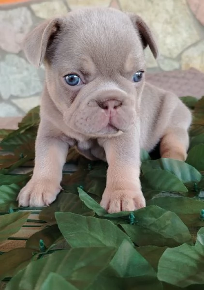 Bulldog francese 