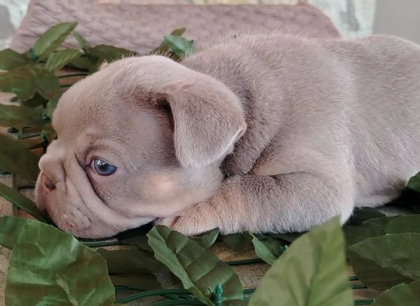 Bulldog francese  | Foto 1