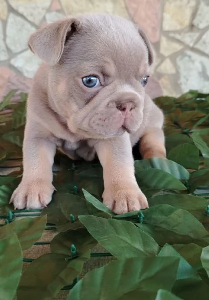 Bulldog francese  | Foto 0
