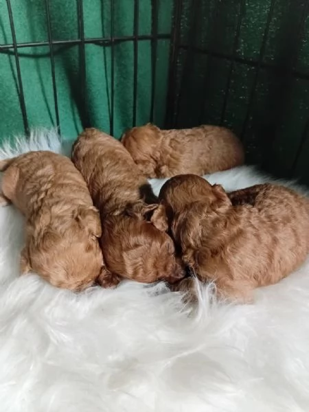 Adorabili cuccioli di Barboncino  | Foto 1