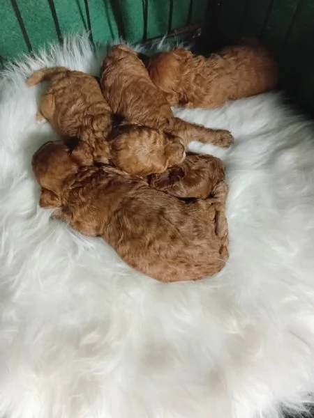 Adorabili cuccioli di Barboncino  | Foto 0