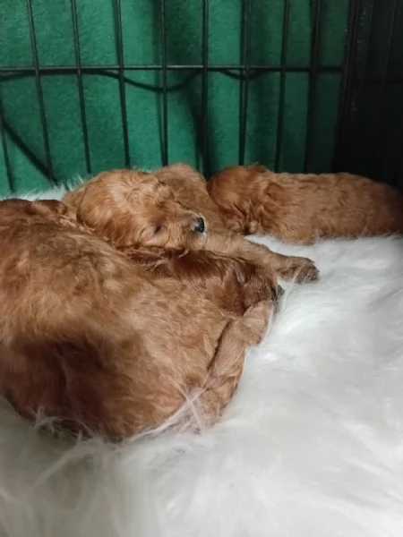 Adorabili cuccioli di Barboncino 