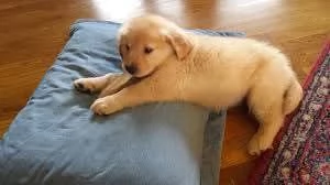 cuccioli di Golden Retriever  | Foto 1