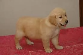 cuccioli di Golden Retriever  | Foto 0