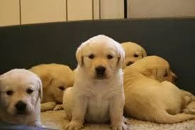 cuccioli di Golden Retriever 