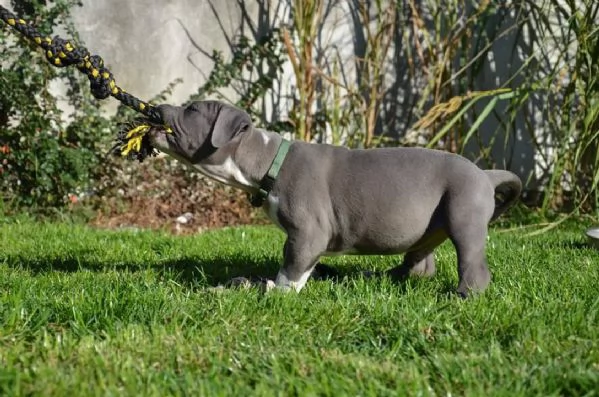 Cuccioli di Pitbull di razza pura  | Foto 1