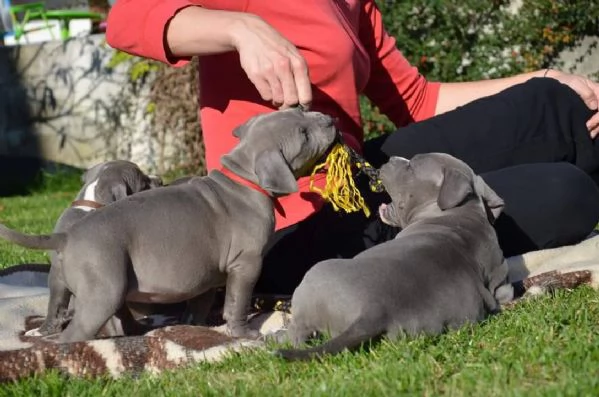 Cuccioli di Pitbull di razza pura  | Foto 0