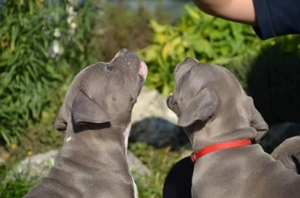 Cuccioli di Pitbull di razza pura 