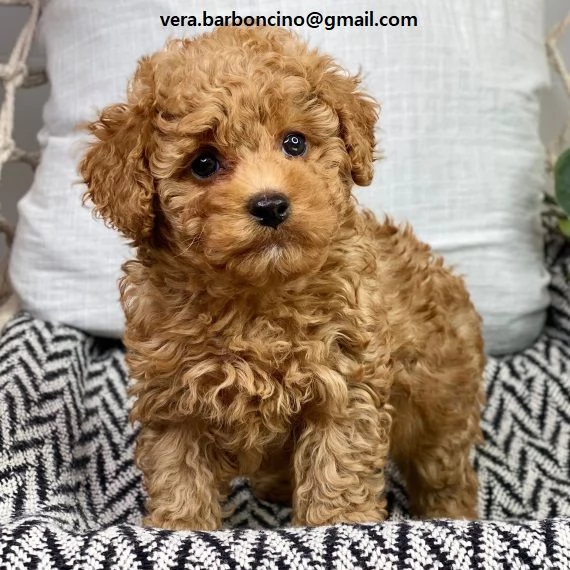 Cuccioli di barboncino nano disponibili