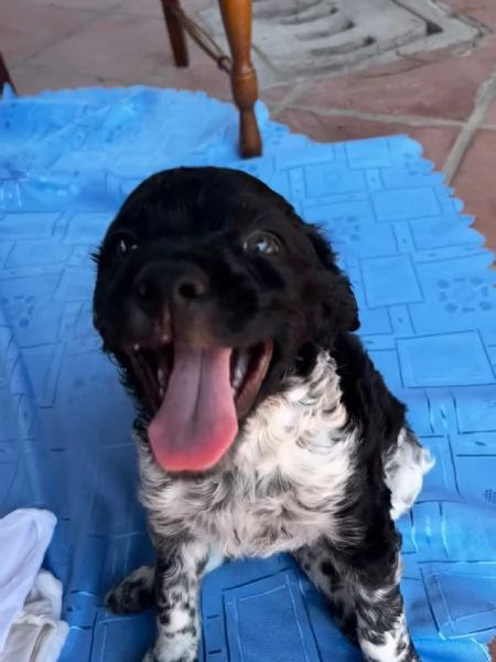 Cucciolo  Breton &eacute;pagneul. 80 giorni
