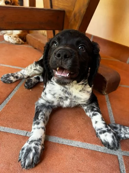 Cucciolo  Breton &eacute;pagneul. 80 giorni | Foto 3