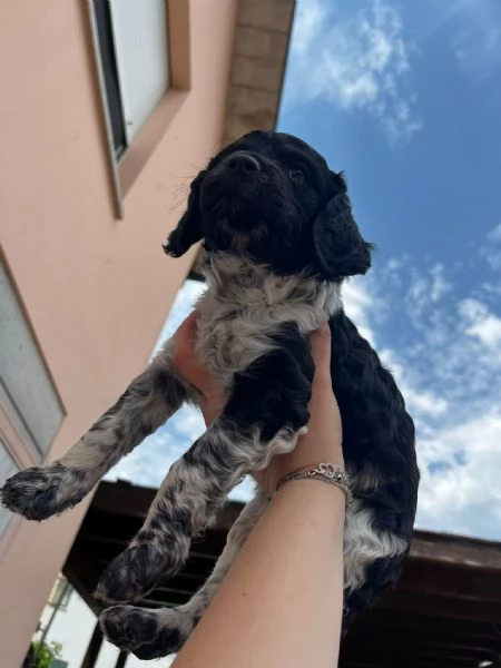 Cucciolo  Breton &eacute;pagneul. 80 giorni | Foto 2
