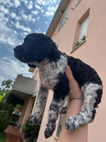 Cucciolo  Breton &eacute;pagneul. 80 giorni | Foto 1