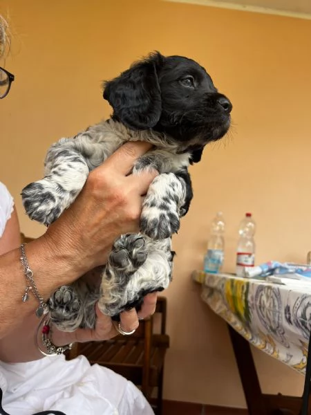 Cucciolo  Breton &eacute;pagneul. 80 giorni | Foto 0