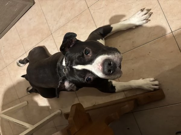 amstaff maschio 9 anni regalo 