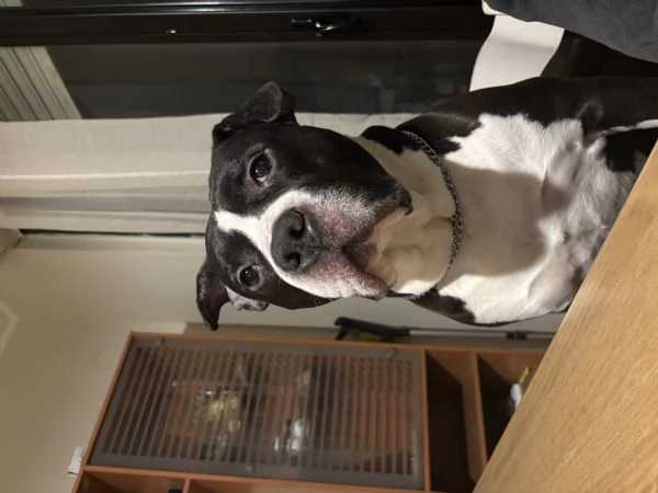 amstaff maschio 9 anni regalo  | Foto 1