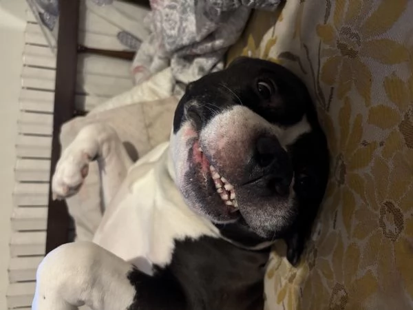 amstaff maschio 9 anni regalo  | Foto 0