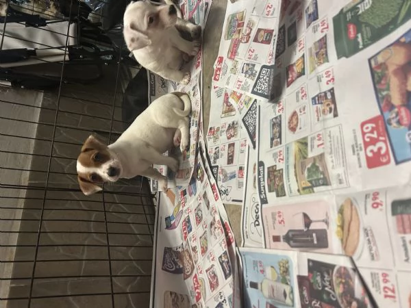 Jack russell VACCINATI