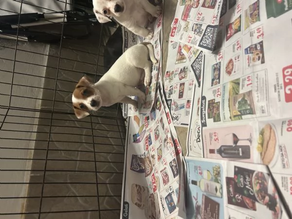 Jack russell VACCINATI | Foto 4