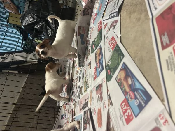 Jack russell VACCINATI | Foto 3