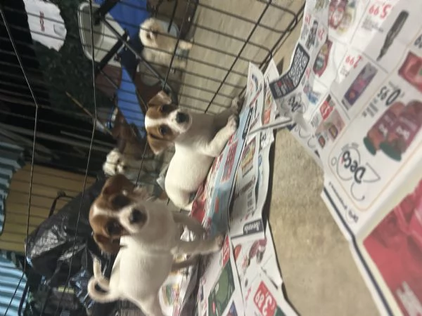 Jack russell VACCINATI | Foto 1