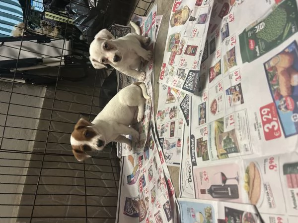 Jack russell VACCINATI | Foto 0