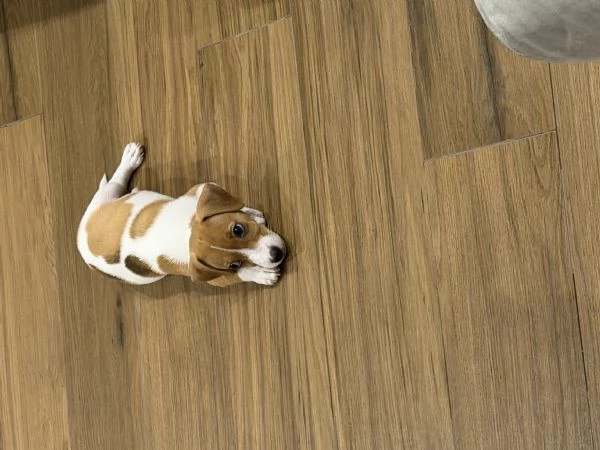 Vendo jack russel