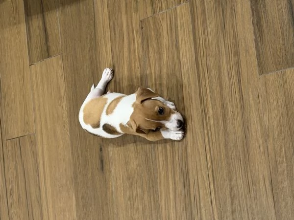 Vendo jack russel | Foto 0