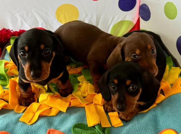Cuccioli bassotti kaninchen maschi femmine | Foto 4