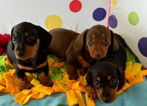 Cuccioli bassotti kaninchen maschi femmine | Foto 3