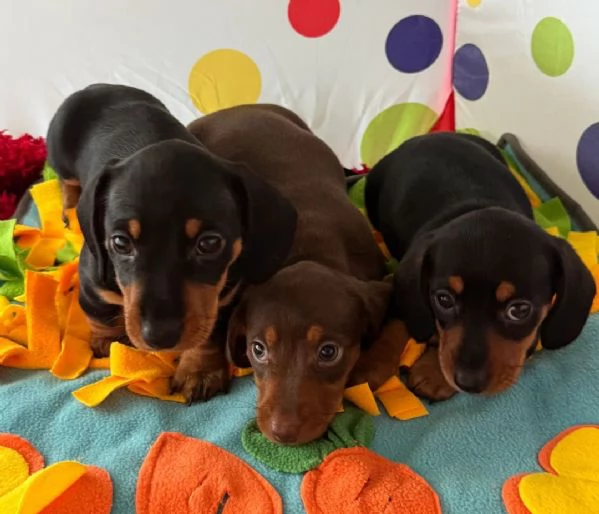 Cuccioli bassotti kaninchen maschi femmine | Foto 0