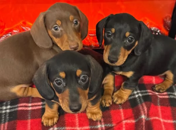 Cuccioli bassotti kaninchen maschi femmine