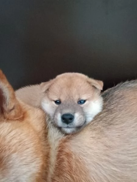 Cuccioli di Shiba Inu
