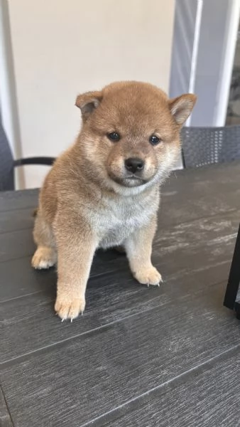Cuccioli di Shiba Inu | Foto 2