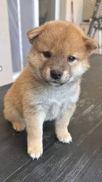 Cuccioli di Shiba Inu | Foto 1