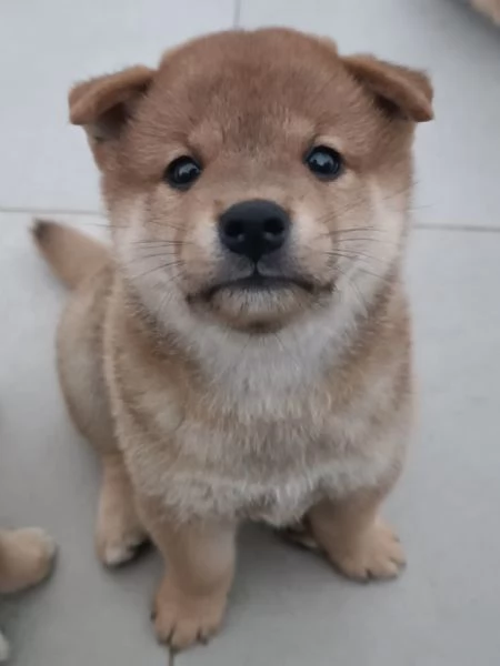 Cuccioli di Shiba Inu | Foto 0